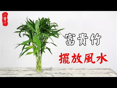 四支富貴竹 家裡辦公桌風水